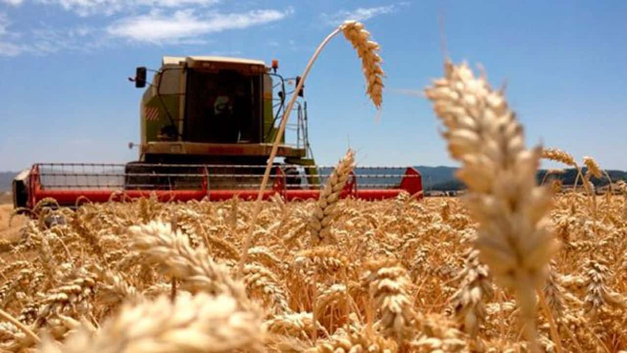 La cosecha de trigo de la temporada 2021 superó todas las expectativas de los productores