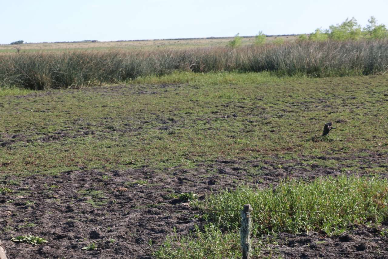 La Federación Agraria Entre Ríos solicitó la emergencia agropecuaria en Gualeguaychú