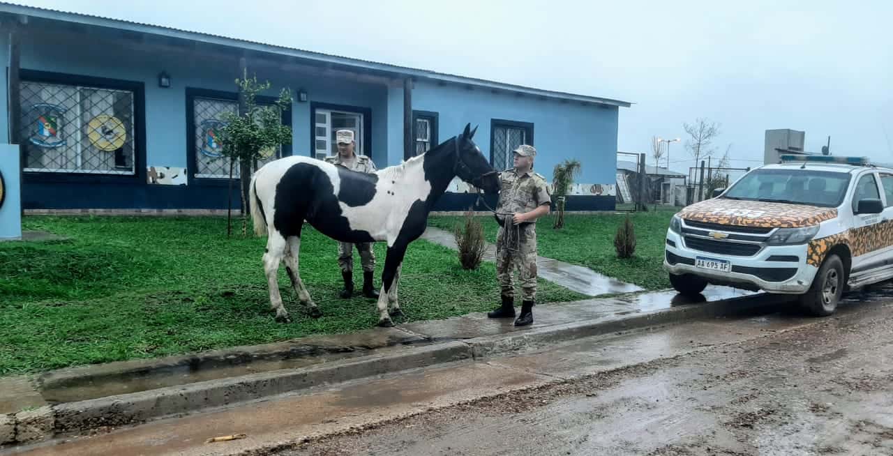 La Brigada Gualeguaychú recuperó una yegua que había sido robada