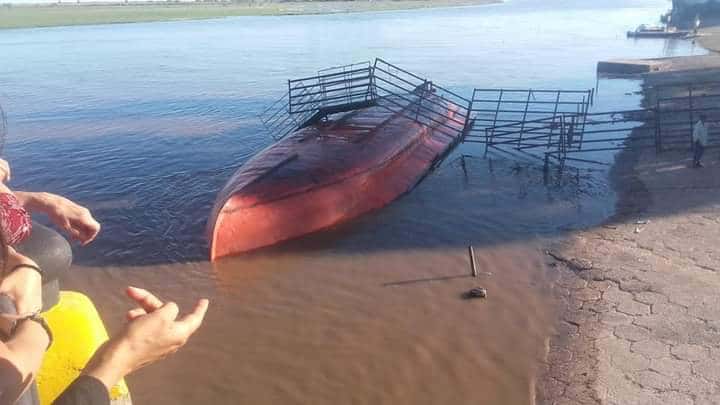 Se dio vuelta un barco con más de 60 vacas en Gualeguay: murió la mitad de la hacienda