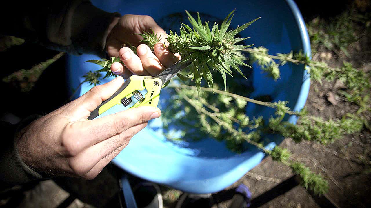 Cultivadores de marihuana: entre las luces y las  sombras de leyes que atrasan más de medio siglo    