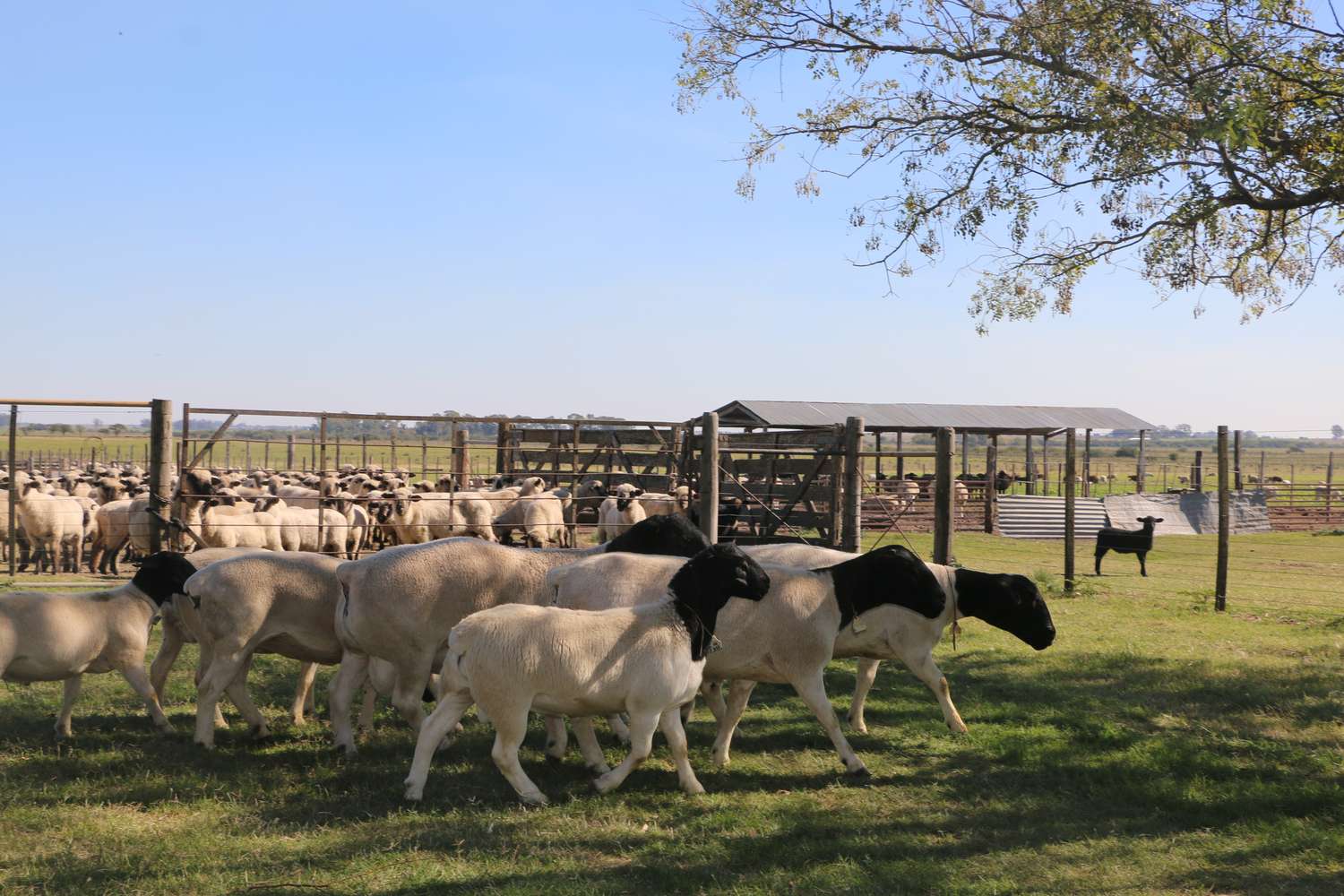 El Senado dio media sanción al proyecto de promoción ovina que perjudica a productores entrerrianos