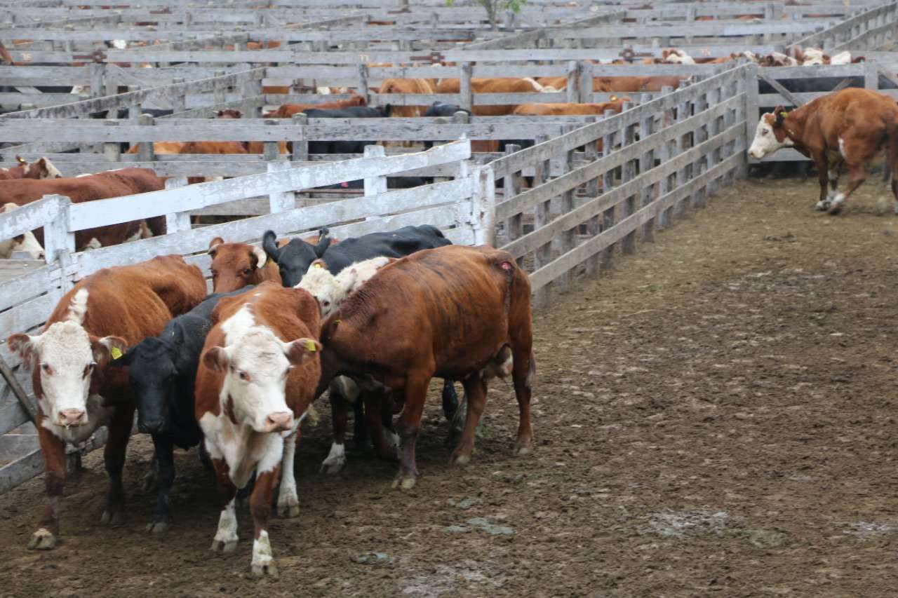 Se resintieron los valores en las vacas con destino a exportación