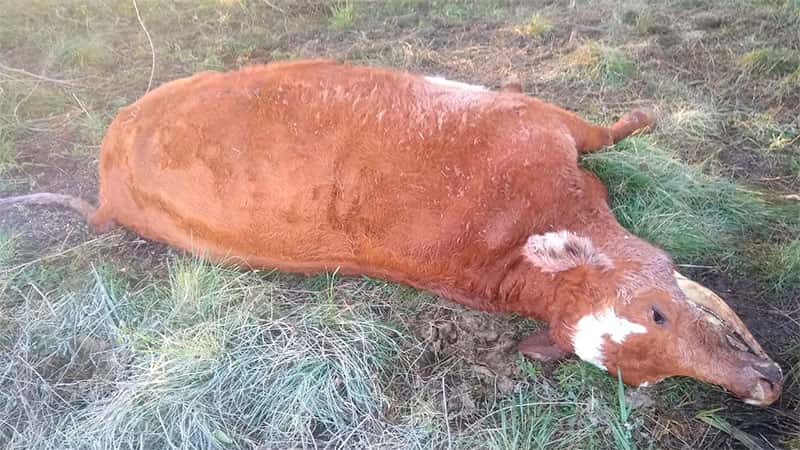 Productor entrerriano denunció la aparición de vaca con misteriosas mutilaciones