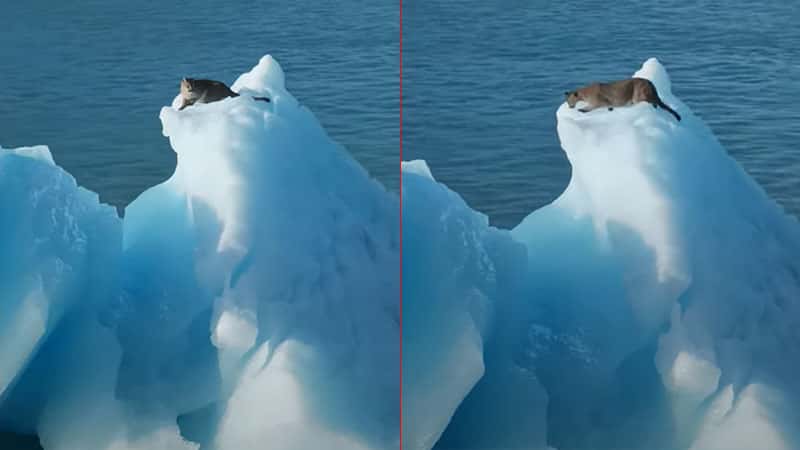 Final feliz: revelan cómo terminó la historia del puma filmado sobre un iceberg