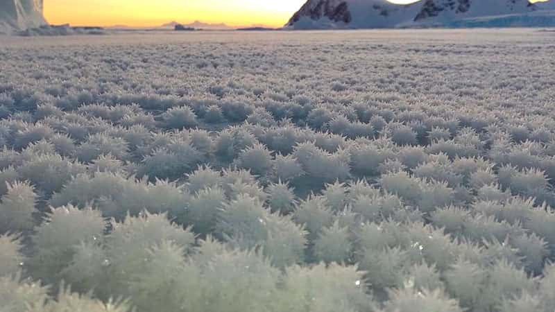 Se formaron increíbles "flores de hielo" en la Antártida: el origen del fenómeno