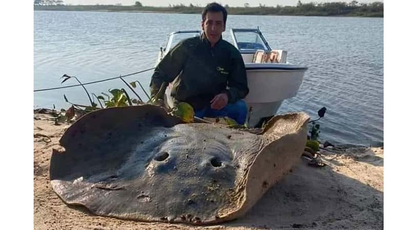 Por la bajante del Paraná, capturaron un surubí de 40 kilos y una raya de 120