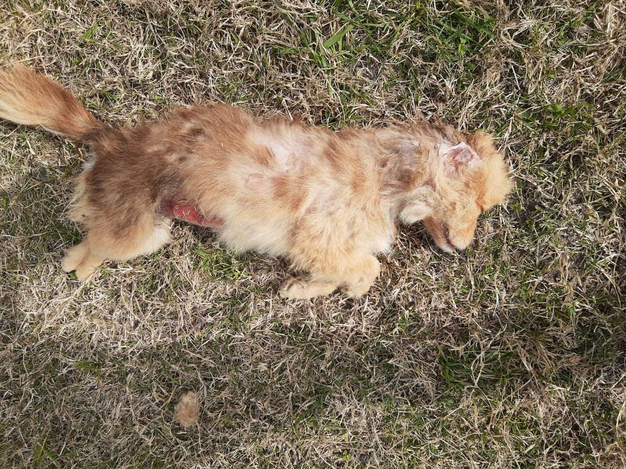 Conmoción en Larroque: Apareció un nuevo animal muerto y mutilado