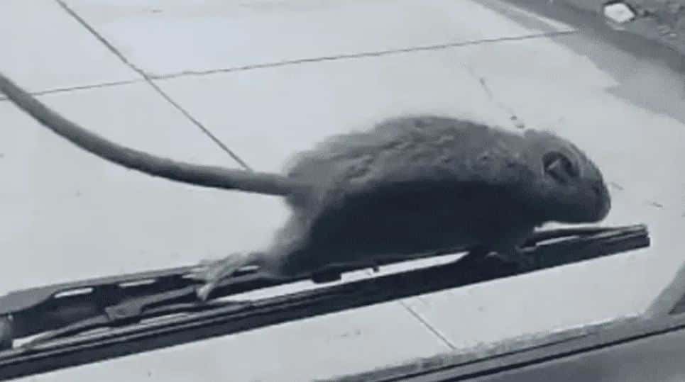 Una rata gigante atacó a camionero cuando salía de un basural