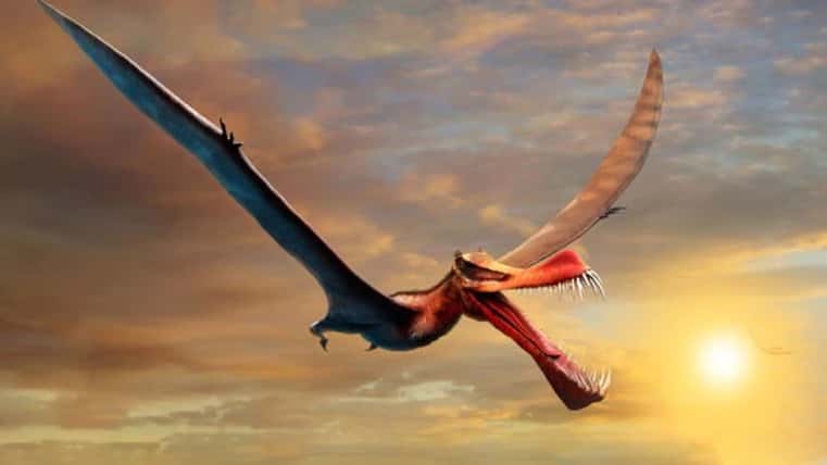 Identificaron restos de un pterosaurio, el "dragón volador" del período Jurásico