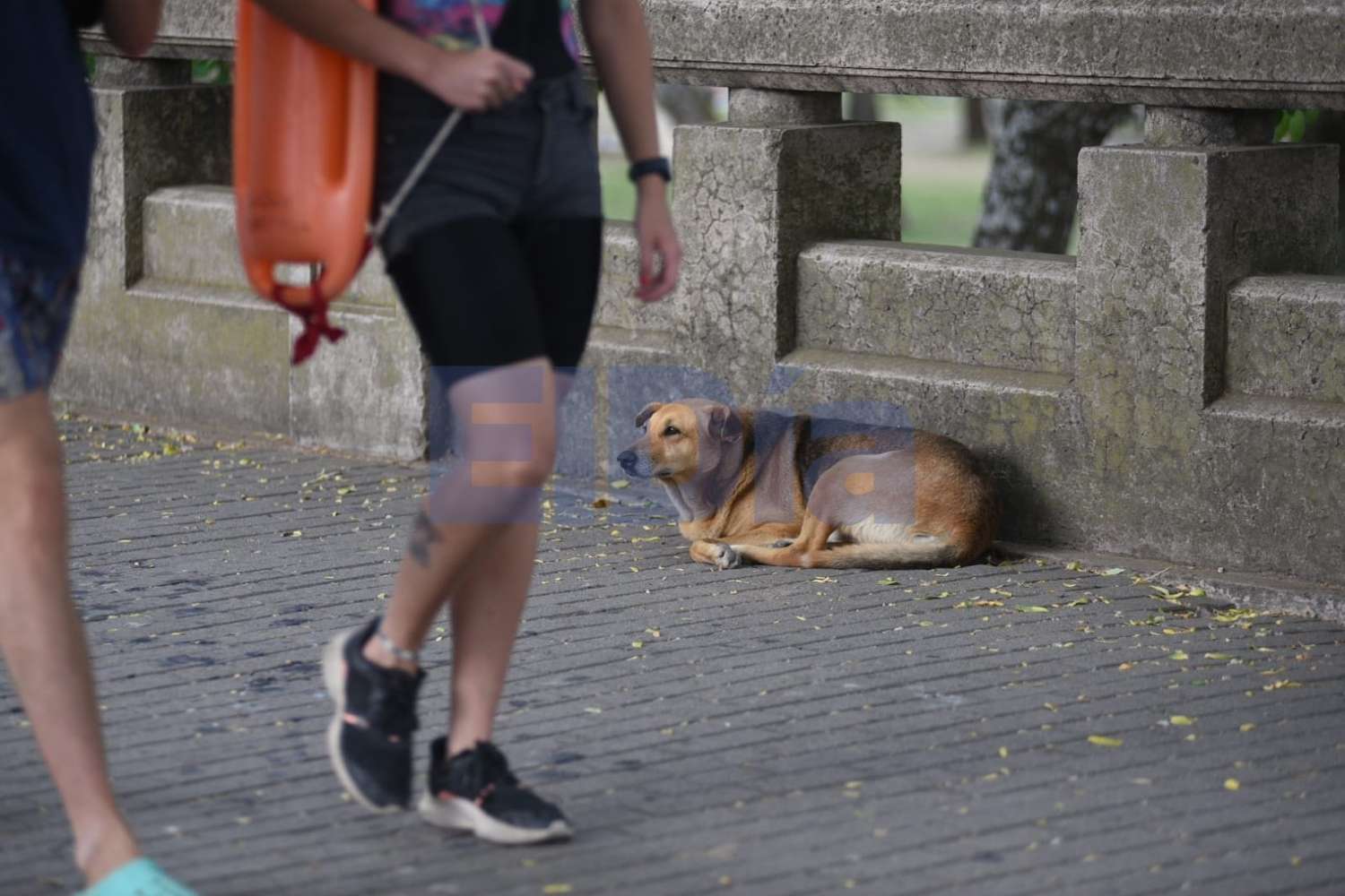 Perros, perros y más perros: "Gualeguaychú necesita una campaña de castración masiva"