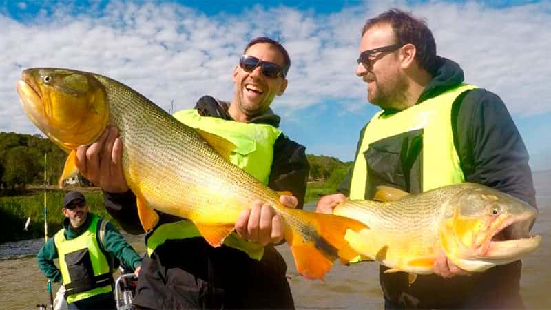 Tras el repunte del Paraná, volvieron a pescar dorados de gran tamaño