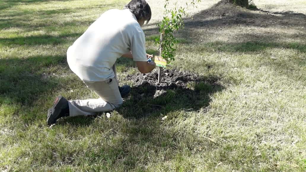 El Municipio incorporó 19 árboles nativos en el Parque Unzué