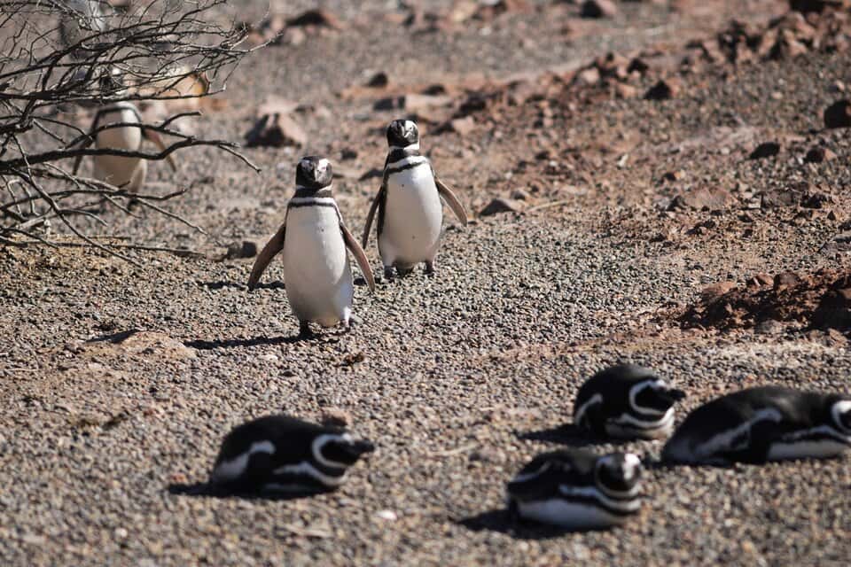 El desolador video de un pingüino al ver a todos sus pichones muertos