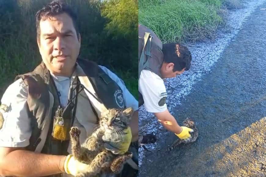 Liberaron un gato montés rescatado de una casa de Entre Ríos