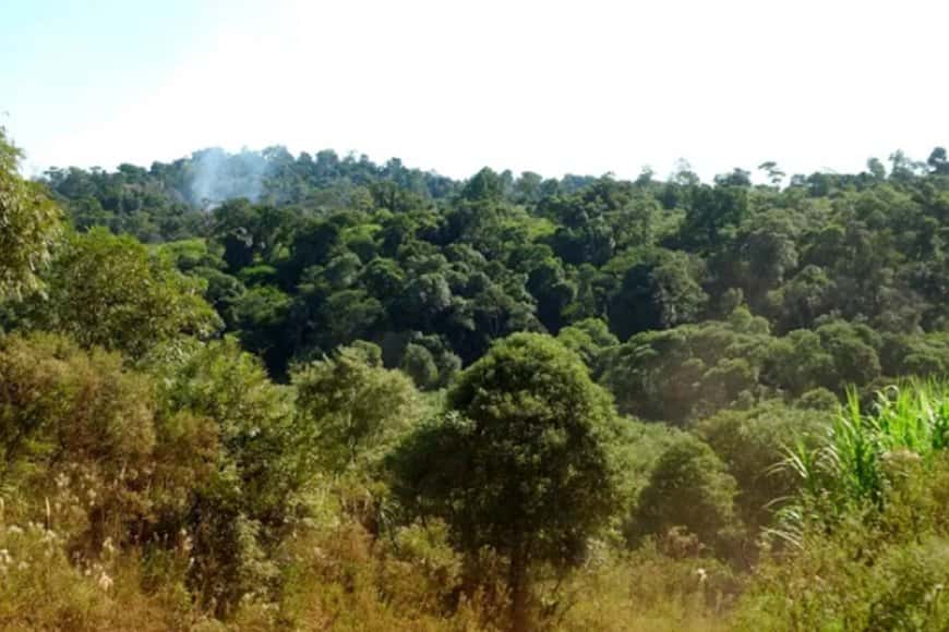 En un siglo, la superficie de bosques nativos se redujo un 70% en Entre Ríos