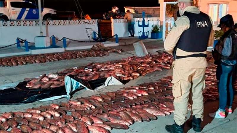 Dieron detalles del contrabando millonario de pescados por parte de la banda desarticulada