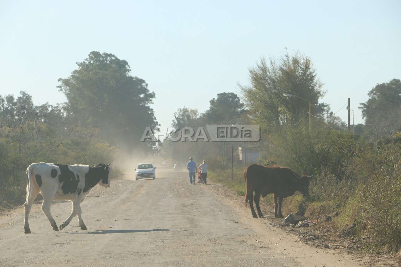 Caballos y vacas sueltas, un problema de nunca acabar en Gualeguaychú