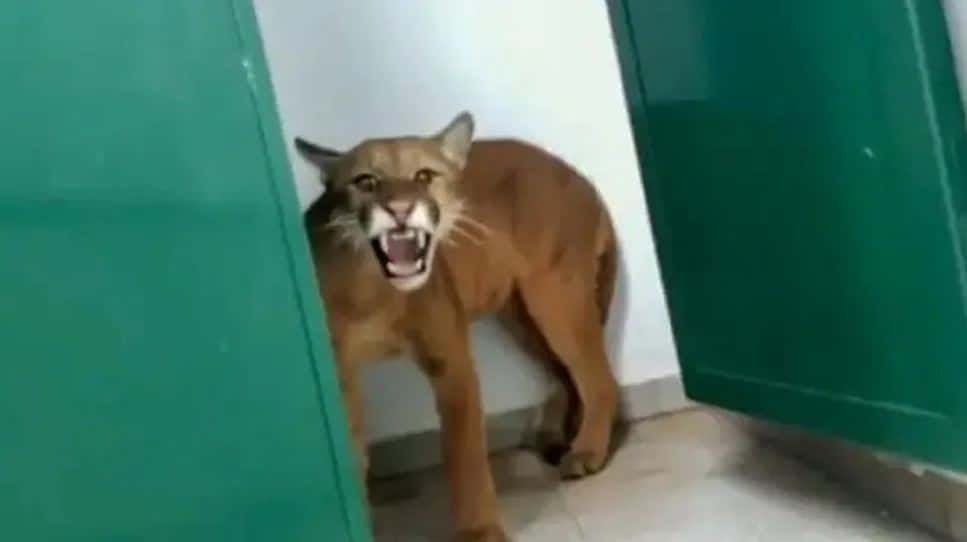Un nene fue al baño del colegio y se encontró con un jaguar
