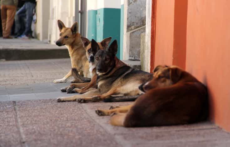El municipio convocó a proteccionistas para determinar el destino de los perros de Patricio Munilla