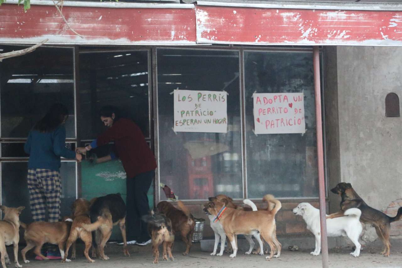 Los proteccionistas no pueden encontrarles dueños a los perros de Patricio Munilla