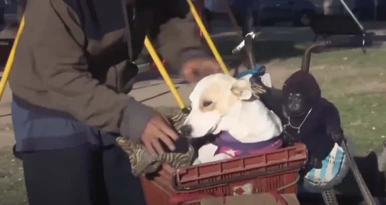 Yeca, la perra callejera que recorre el mundo con Anibal, de paso en Gualeguaychú