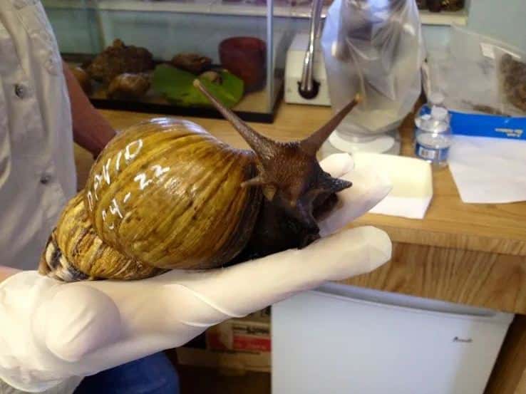 Hallan “uno de los caracoles más dañinos del mundo” y ponen una ciudad en cuarentena