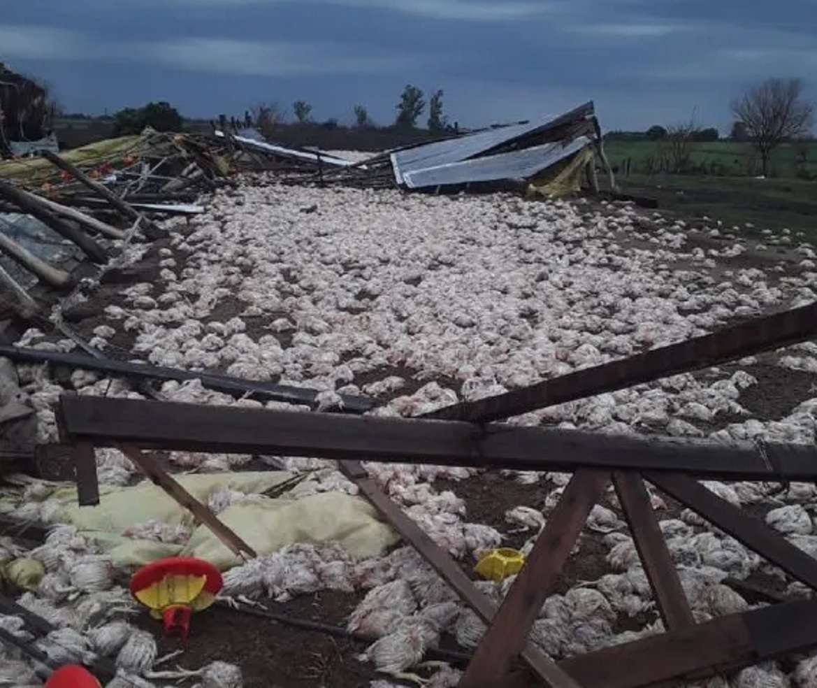 Efectos del temporal en Colón: "se perdieron más de 30 mil pollos", dijo un productor