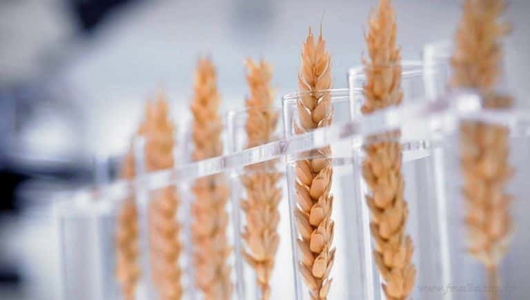 La semilla del Trigo HB4 fue aprobada en mayo de este año, a través de la Resolución 27/2022 de la Cartera de Agricultura