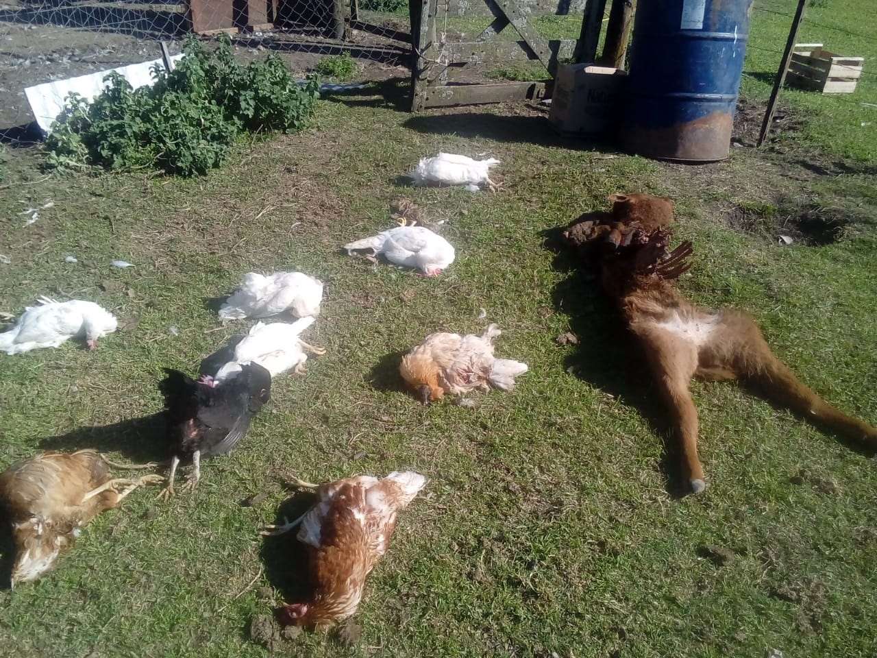 Perros cimarrones mataron una ternera, dos ovejas y aves de corral en el predio de la Sociedad Rural