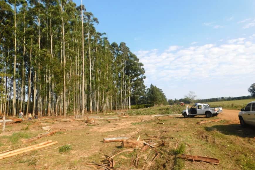 Tragedia en un campo: murió un trabajador forestal aplastado por un árbol que podaba su hermano