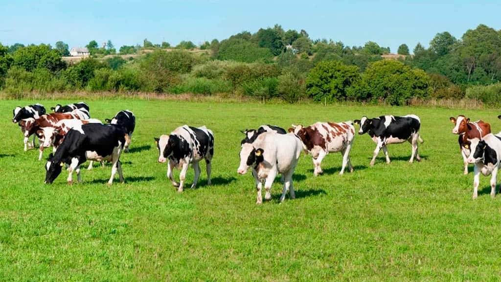 Un estudio intentas crear vacas más resistentes a las altas temperaturas