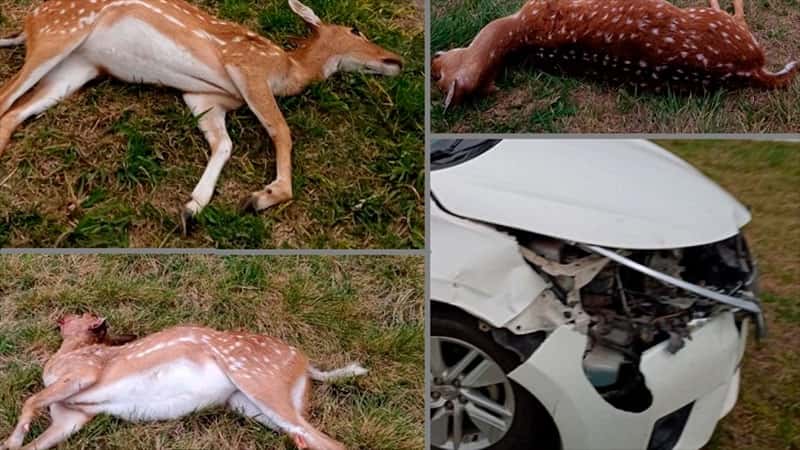 Un auto chocó a una manada de ciervos que se cruzó por la Ruta 12 y varios de ellos murieron