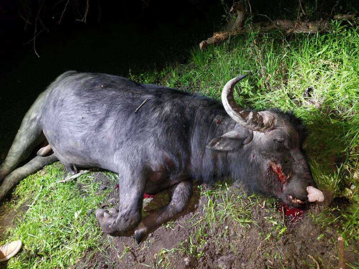 La impactante imagen del búfalo que mató a un cazador en Gualeguaychú