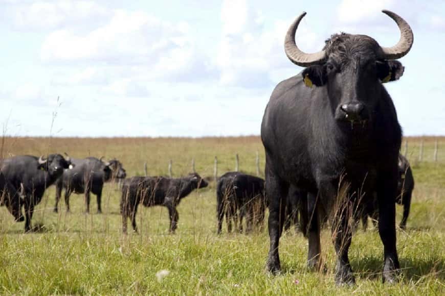 Tras la muerte del mexicano, la Justicia dictaminó que no investigará la caza de búfalos