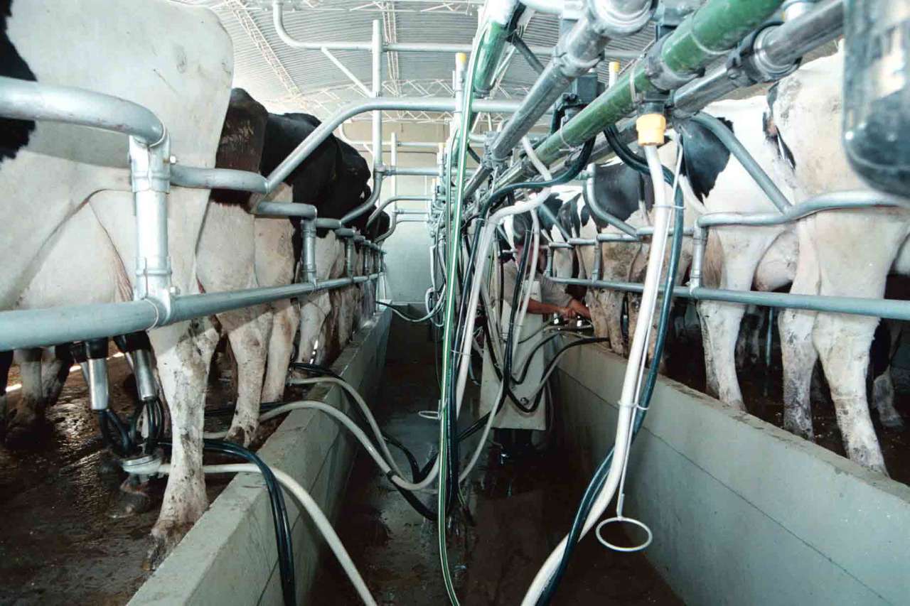 El costo de producción de la leche es 15% superior al precio percibido