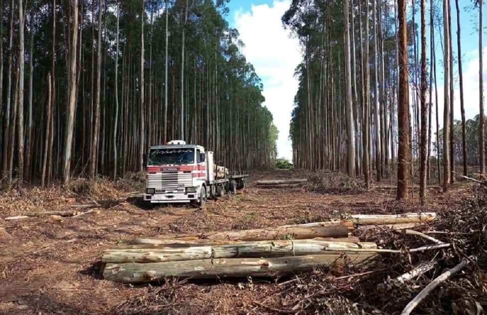 Un trabajador forestal sufrió graves heridas al caerle un tronco de eucaliptus en la cabeza
