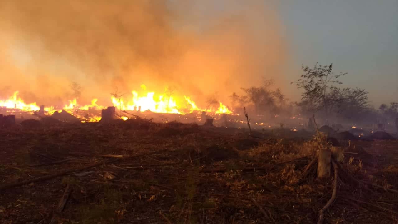 Feroz incendio en Costa Uruguay Sur: se quemaron 10 hectáreas
