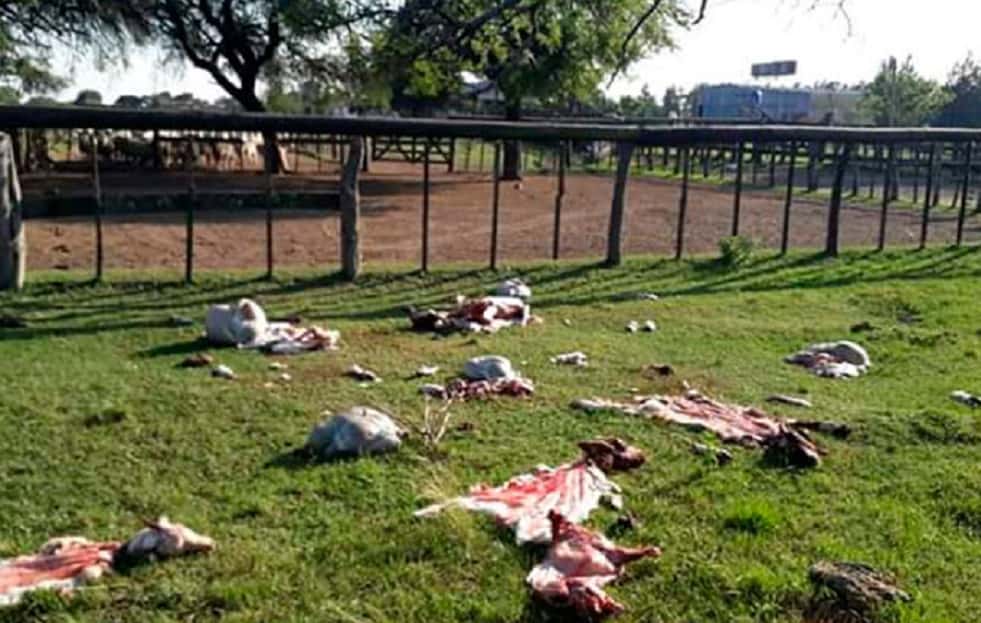Robaron cuatro corderos de la escuela Agrotécnica de Entre Ríos: tres de ellos fueron carneados