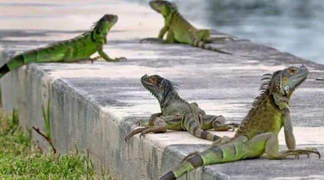 El curioso hecho que provoca que los reptiles "caigan del cielo" de manera inesperada