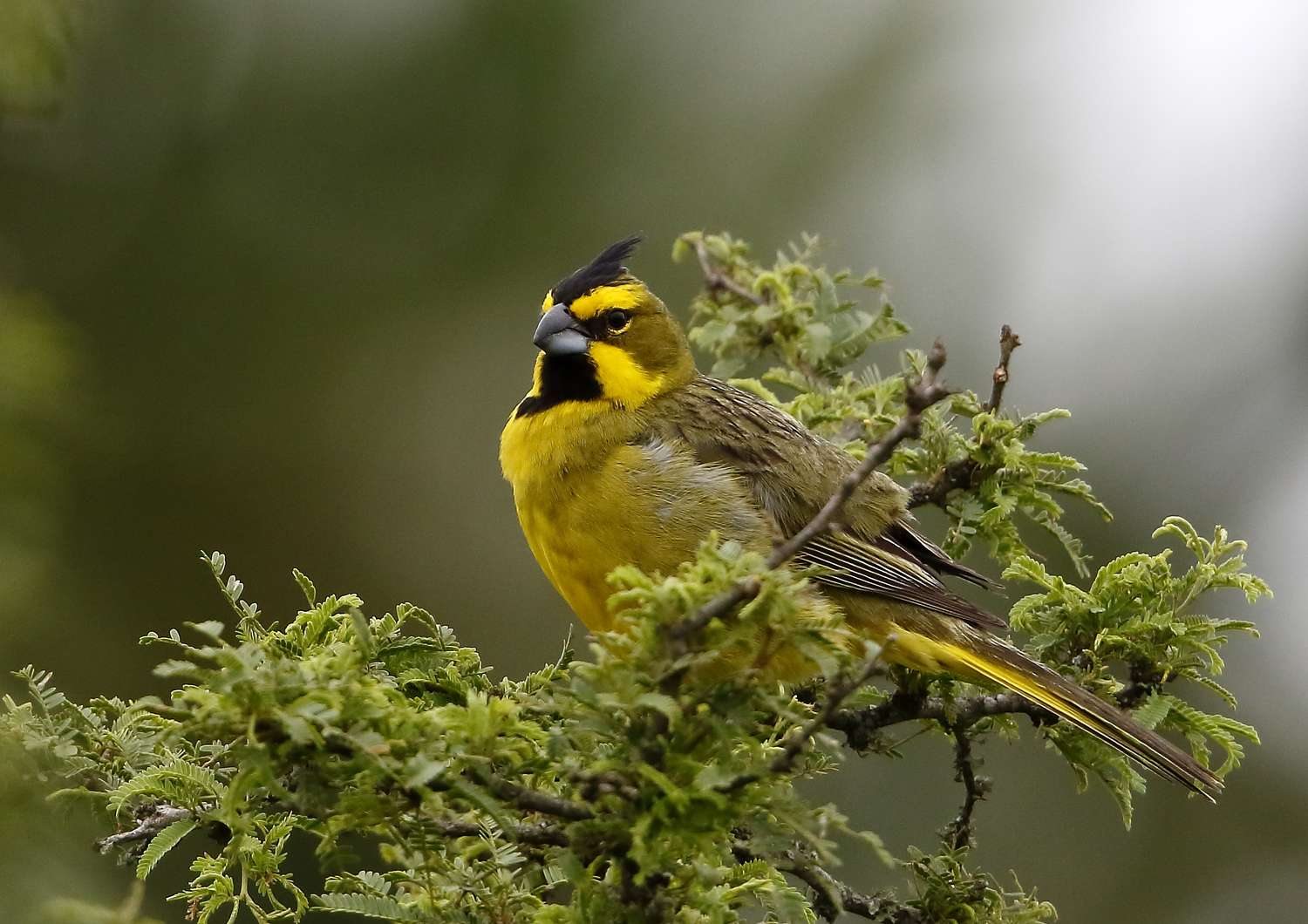 Liberaron en Entre Ríos más de 170 aves en peligro de extinción