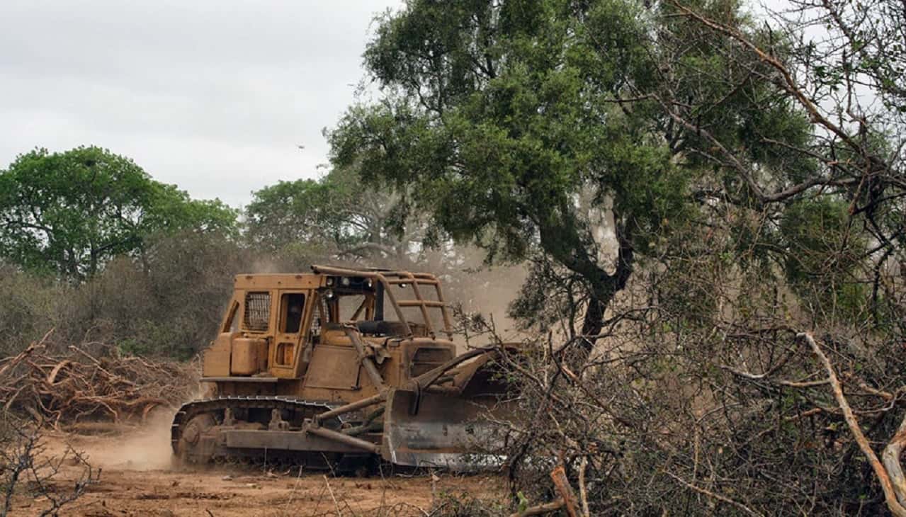 Por los desmontes ilegales en Entre Ríos, se perdieron 4 mil hectáreas en un año y medio