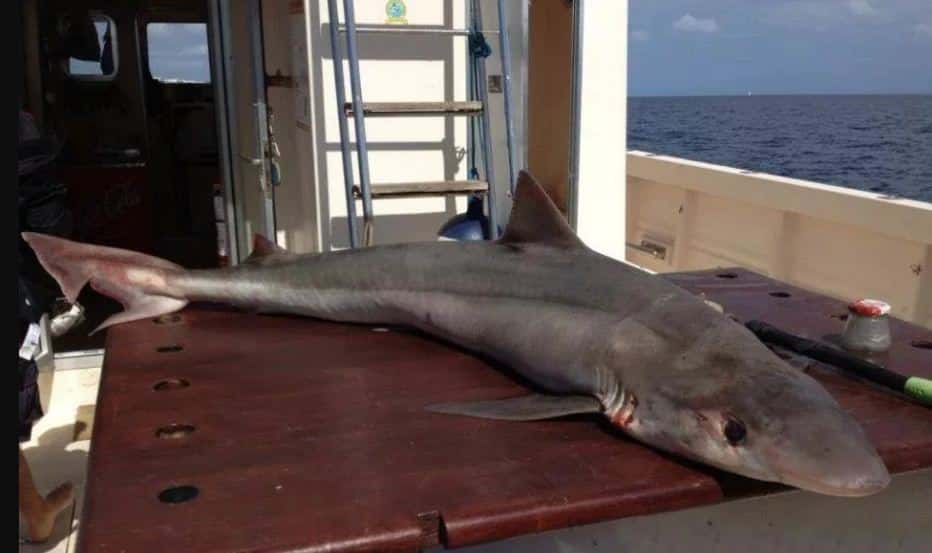 Lo buscaban hacía una semana, pero un tiburón se lo había devorado