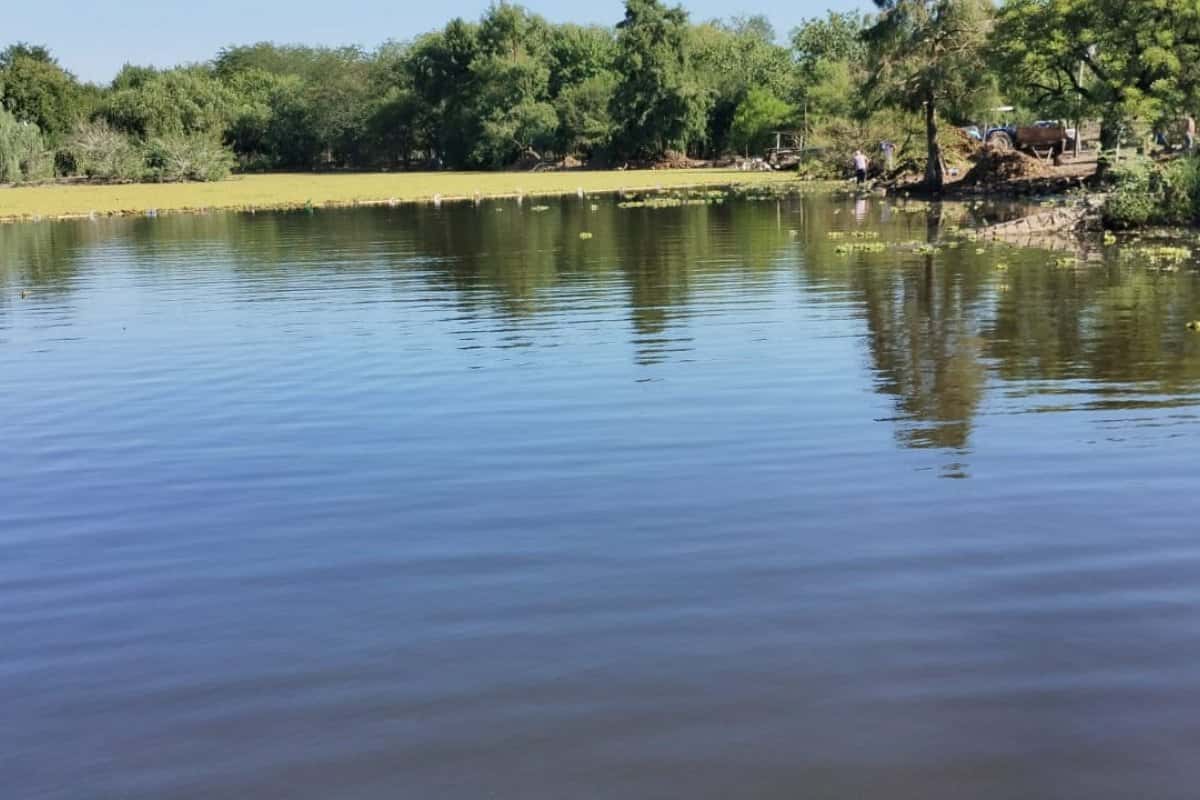 Avanza la extracción de repollitos de agua de la Laguna del Parque Unzué