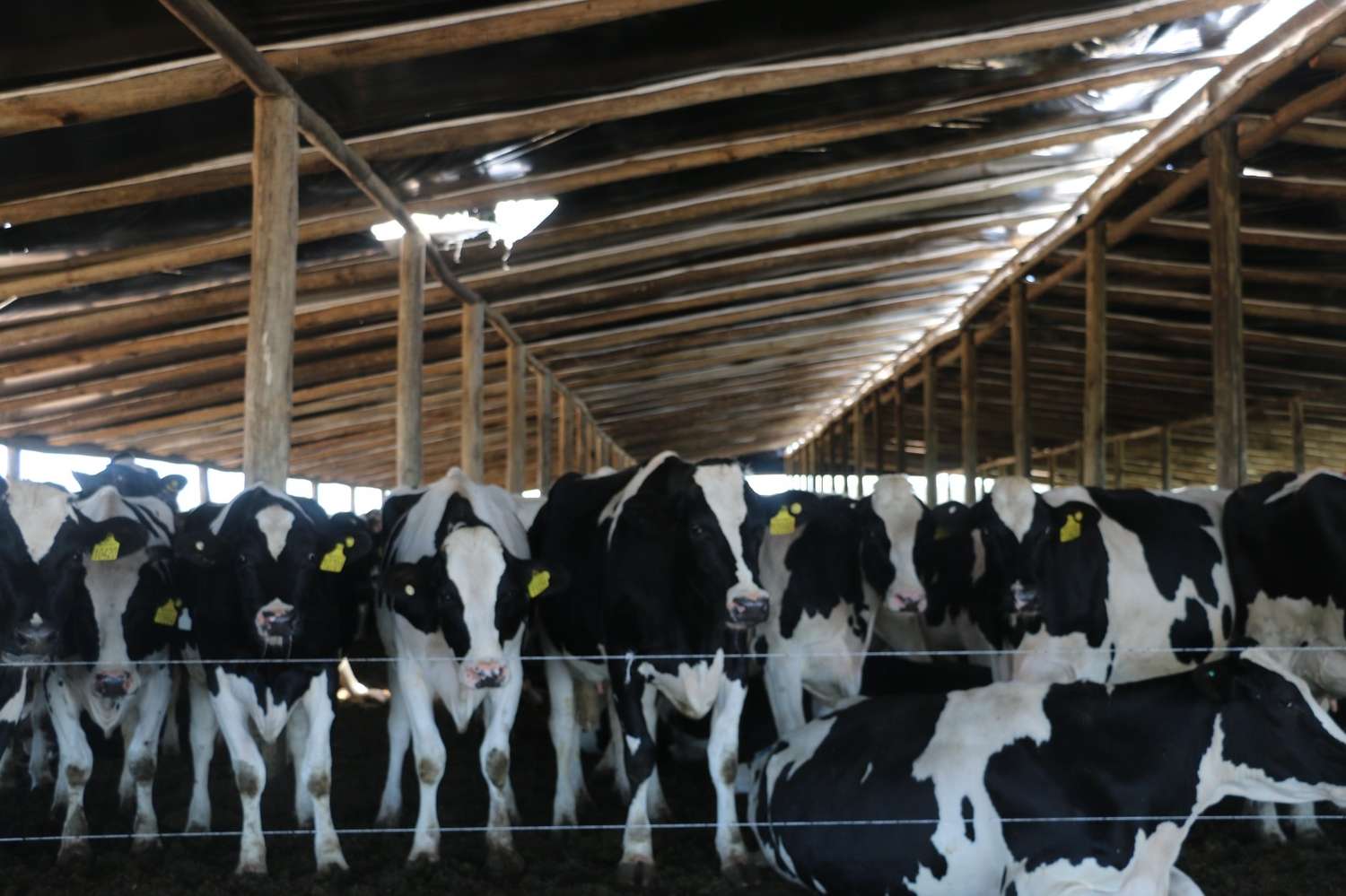 FARER cuestionó la cadena láctea: “el productor argentino es el que menos recibe por la leche”