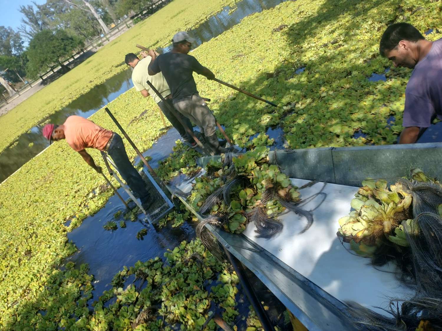 Con maquinaria nueva, realizan la limpieza de la Laguna del Parque Unzué