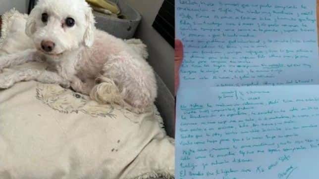 Buscan a la dueña de Sofi, una perrita de 13 años abandonada con una desgarradora carta