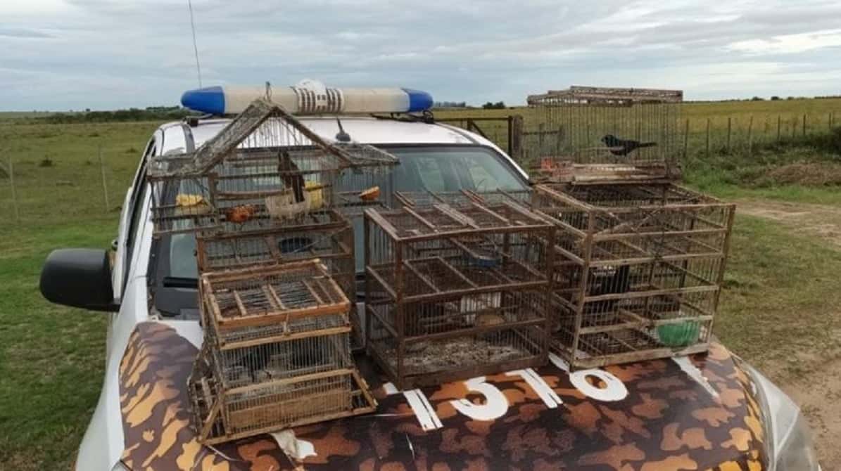 Destruyeron jaulas y liberaron aves autóctonas en un operativo policial