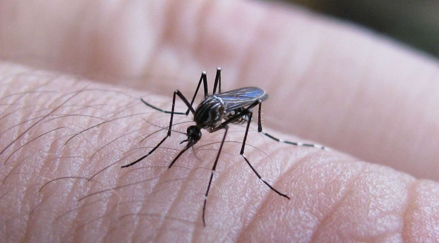 Dengue en Entre Ríos: solo en dos departamentos no hay contagios