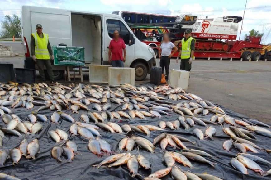 Decomisaron una importante carga de pescados eviscerados al sur de Entre Ríos